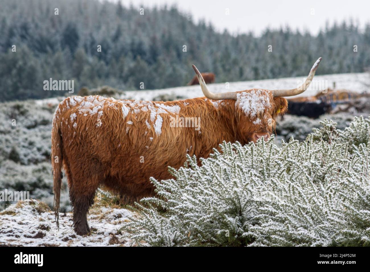 Highland Cows in the Snow, Bunachton, Scotland, United Kingdom Stock Photo