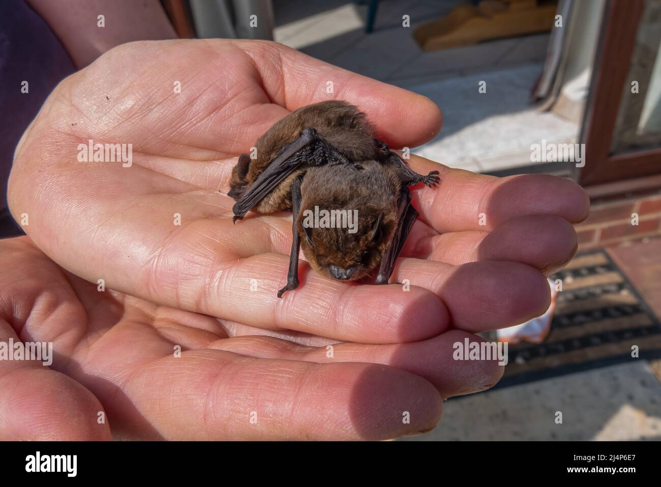 close up of a pair of common pipistrelle bats (Pipistrellus pipistrellus) size scaled by a human hand Stock Photo