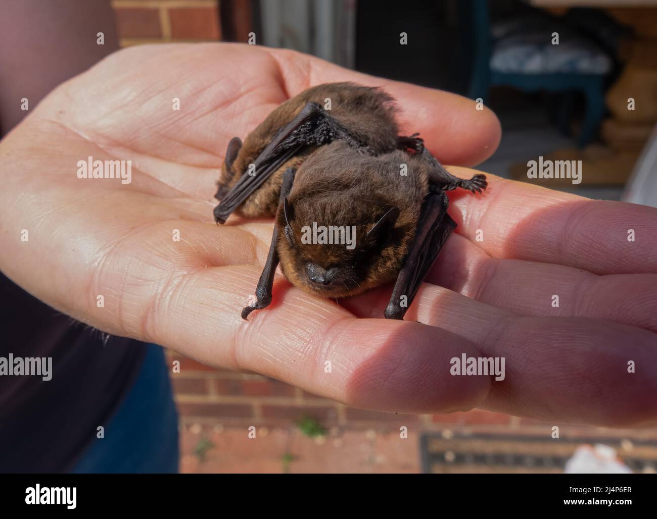 close up of a pair of common pipistrelle bats (Pipistrellus pipistrellus) size scaled by a human hand Stock Photo