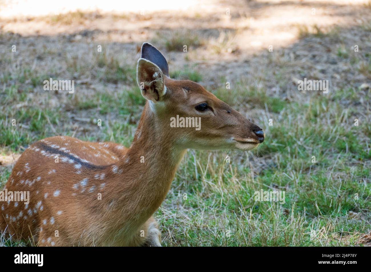 Asiatische Sikahirsch Kuh, Cervus nippon auf einer Wiese Stock Photo