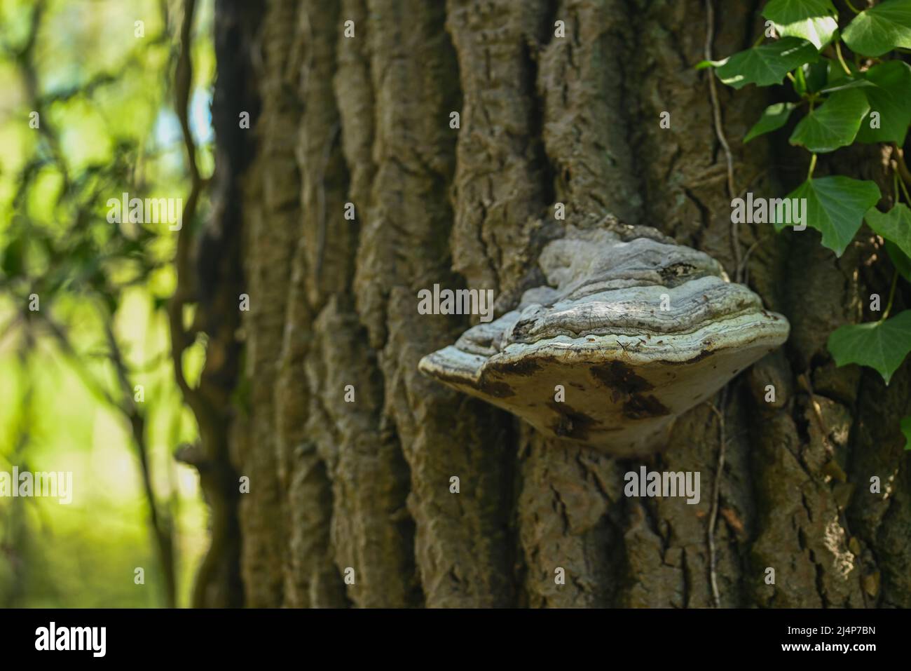 A polypore on a trunk tree Stock Photo