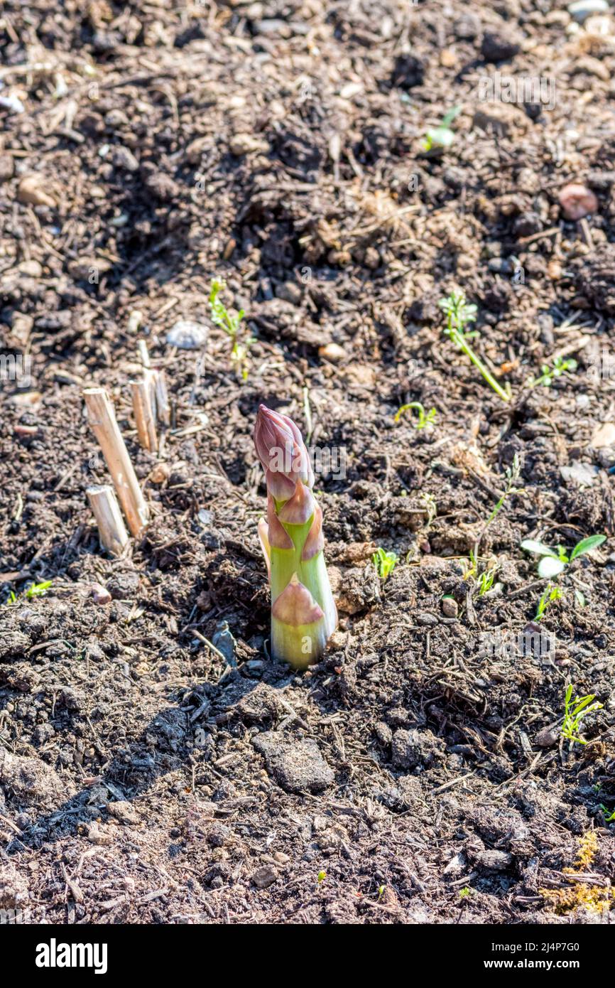 First appearance of new asparagus shoot in vegetable garden.  Asparagus officinalis 'Gijnlim'. Stock Photo