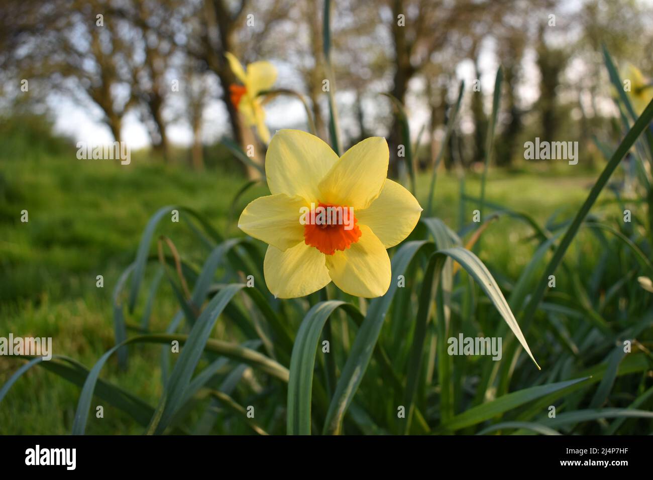 A Red Devon daffodil (Narcissus) with copyspace. Stock Photo