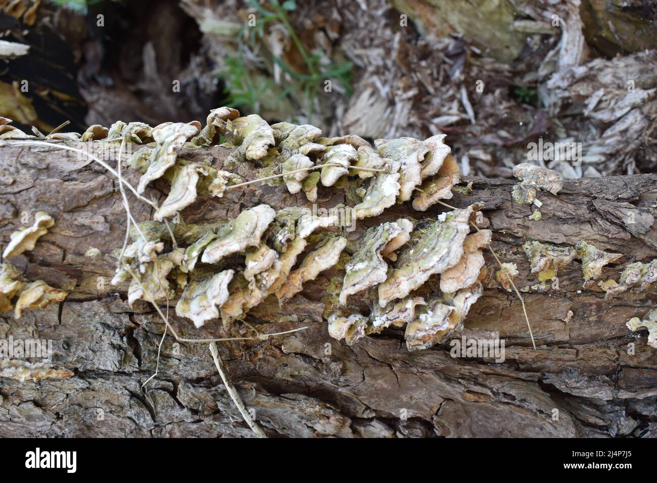 Bracket fungi (Trametes versicolor) on a tree trunk. Stock Photo