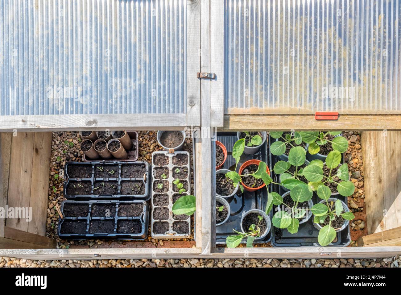 Vegetable plants hardening off in a cold frame before planting out. Stock Photo