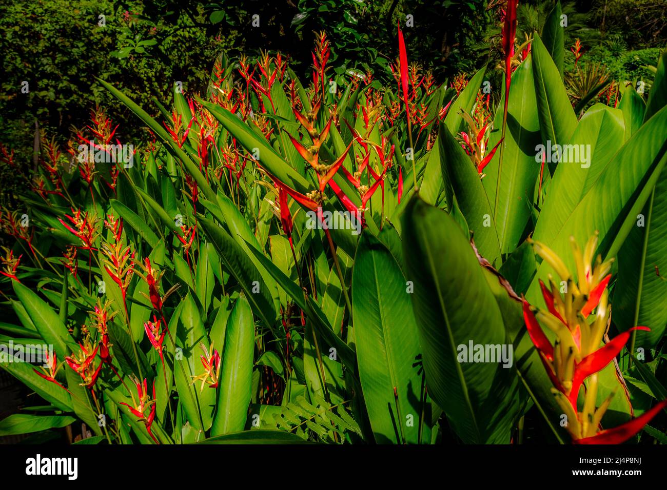 Bright red & green make this Bird of Paradise flowers a high contrast color image. Growing in a garden in Bangkok. Stock Photo