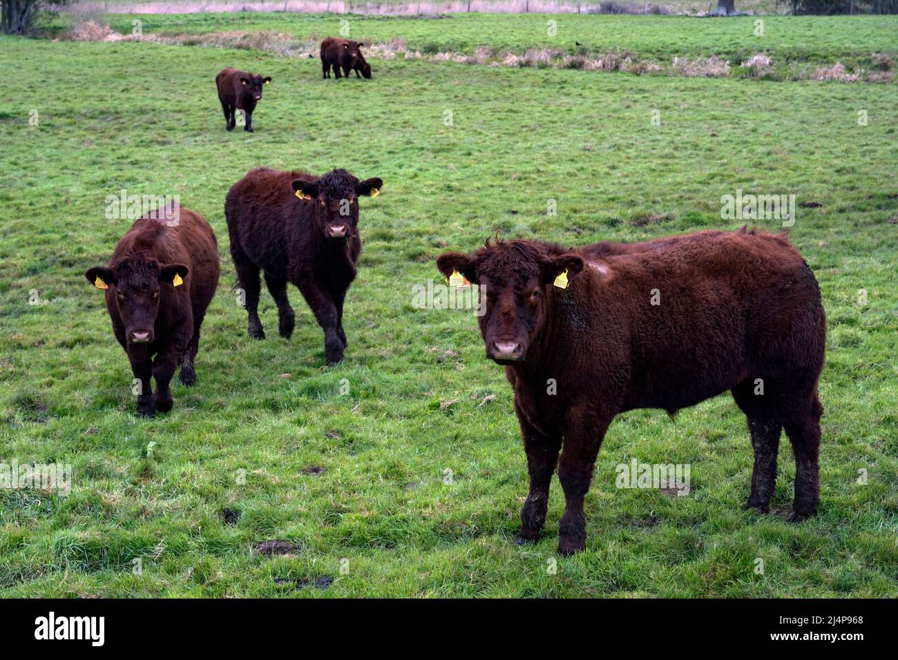 Lincoln beef cattle Stock Photo