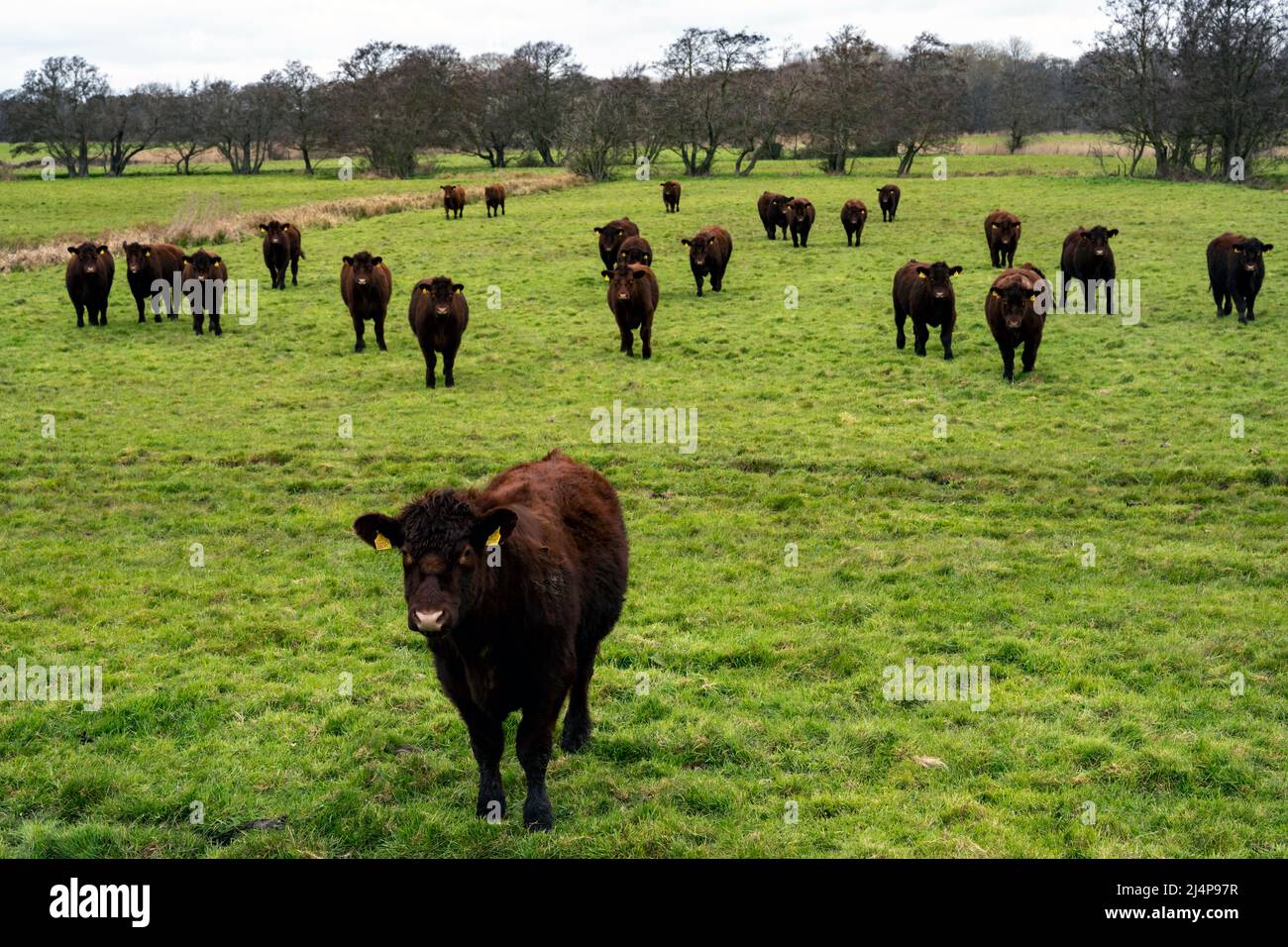 Lincoln beef cattle Stock Photo