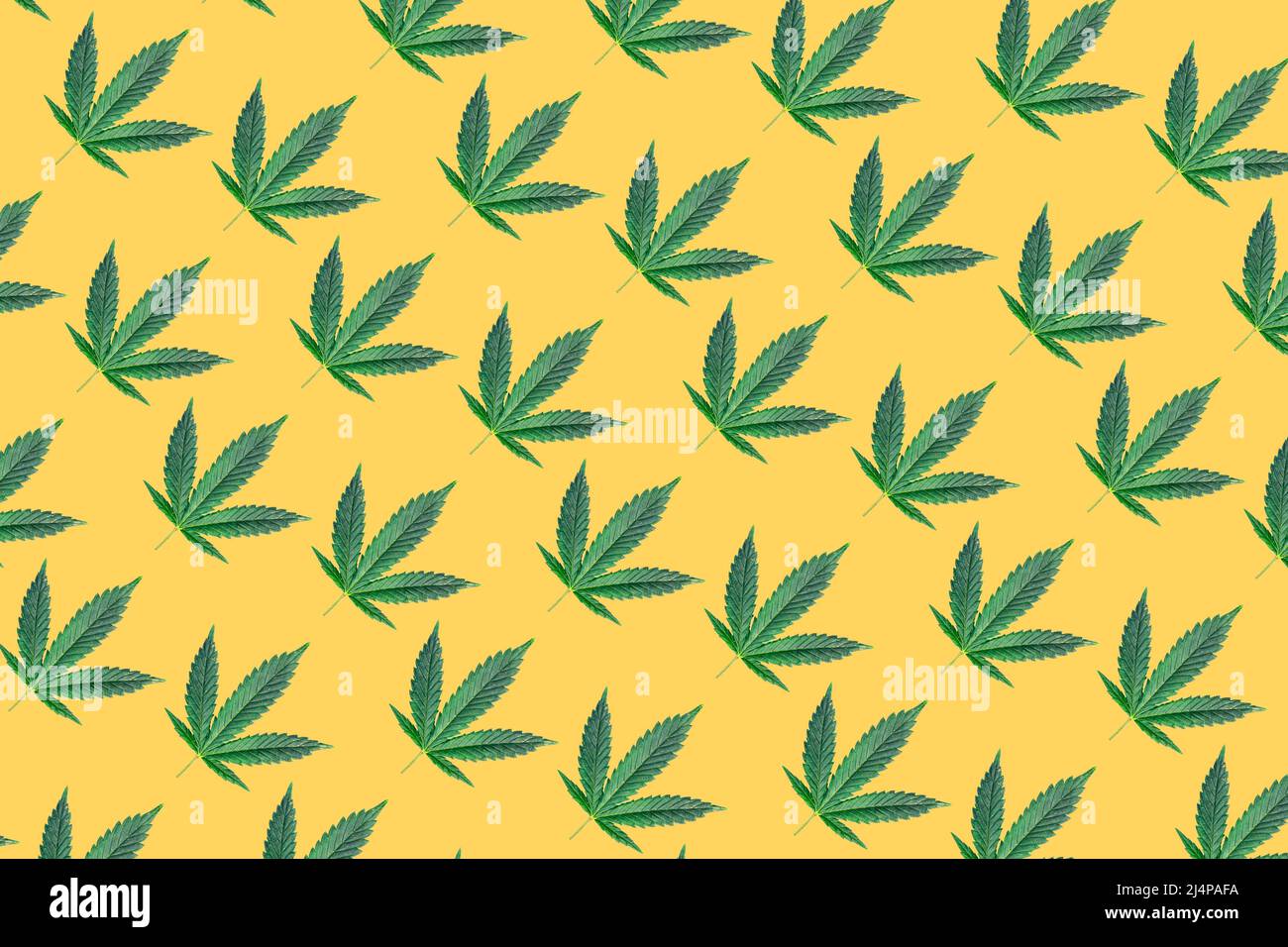 Pattern with Cannabis or hemp leafs on yellow background Stock Photo