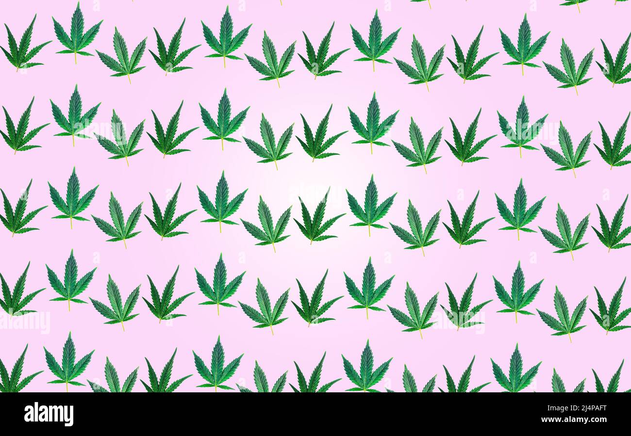 Pattern with Cannabis or hemp leafs on pink background Stock Photo