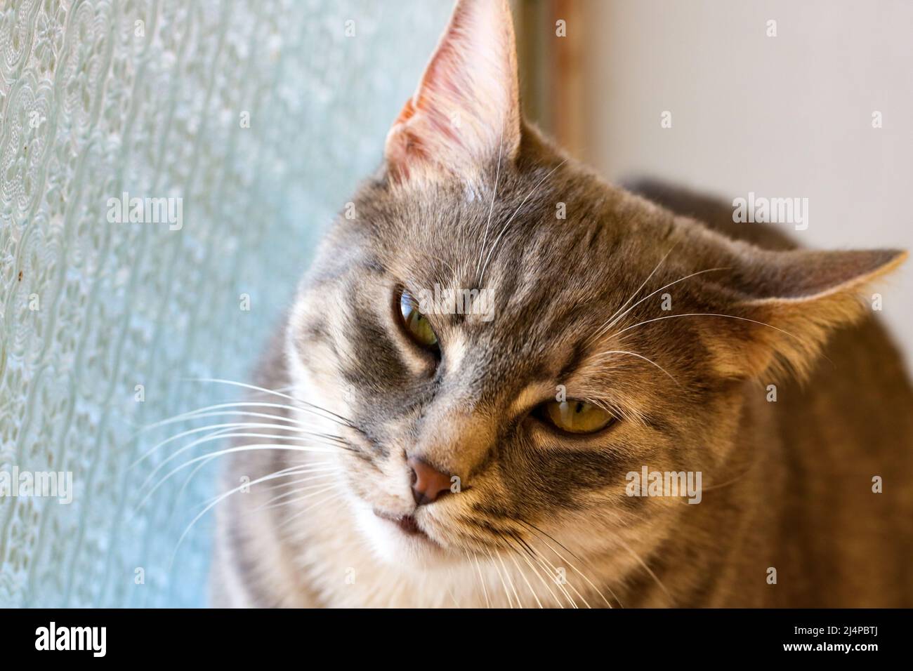 Tabby animal hires stock photography and