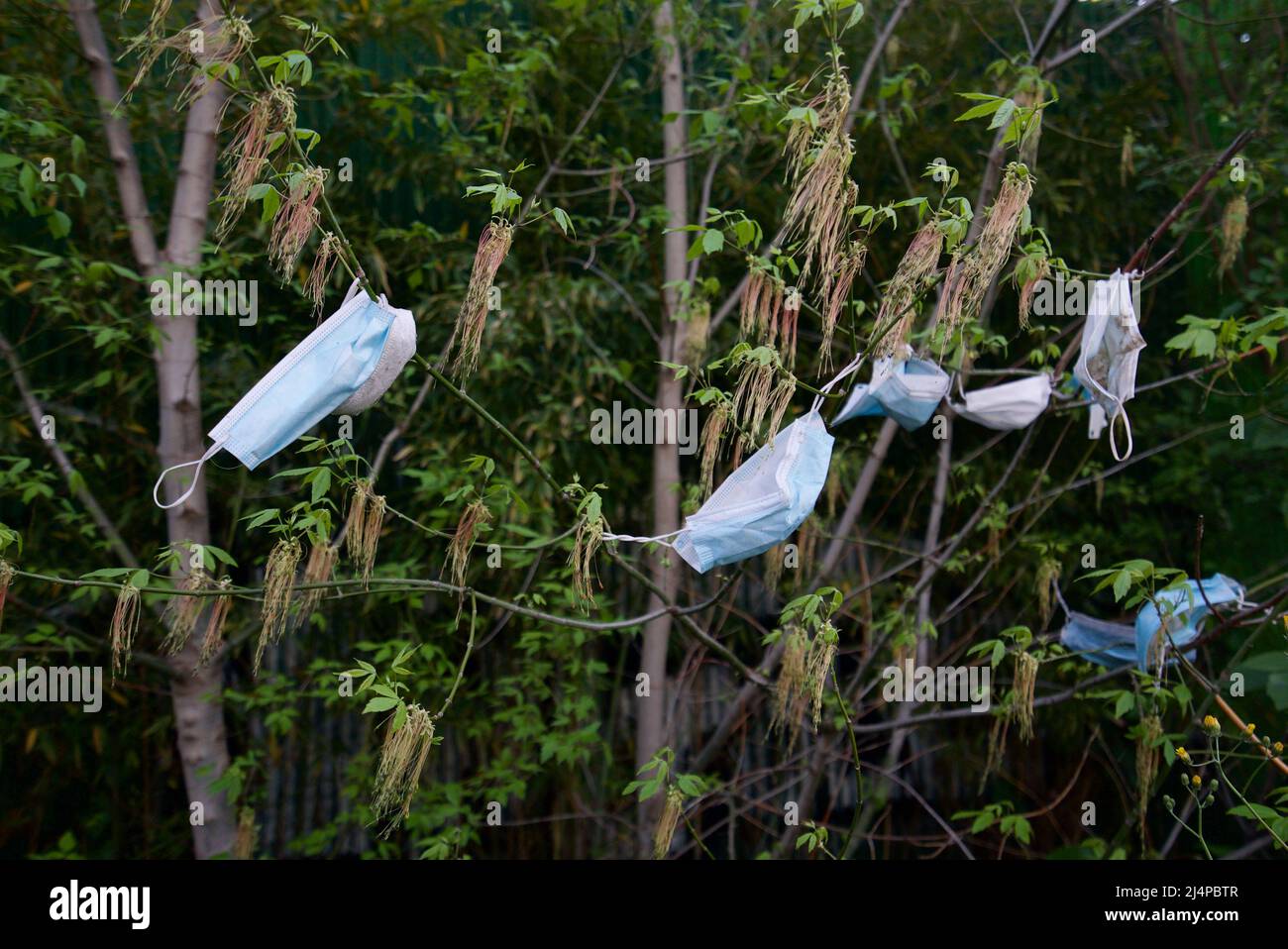 Dozens of PPE face masks from the Covid-19/Coronavirus pandemic hanging in trees and bushes, as covid waste generates litter. Pollution and covid. Stock Photo