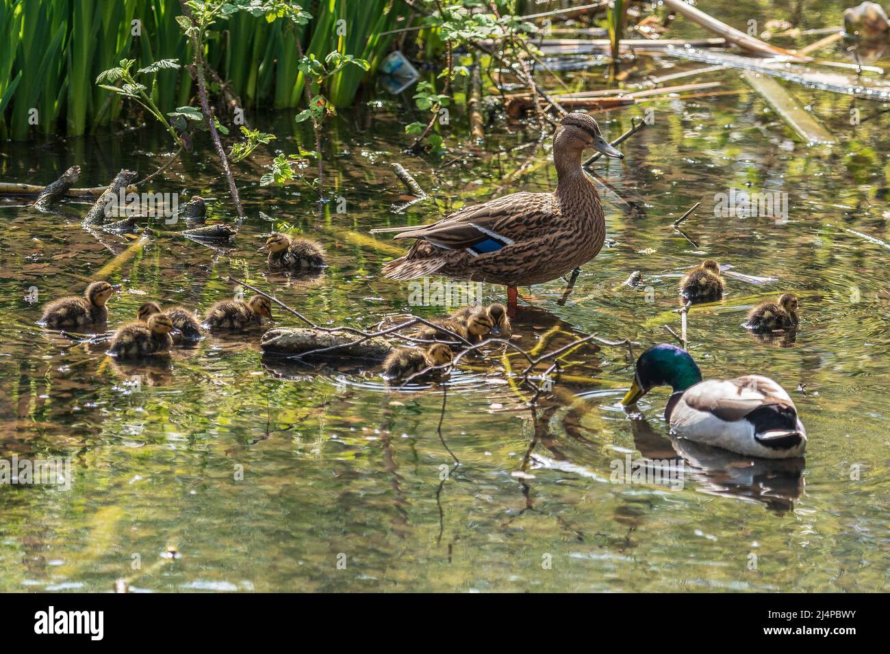 A family of mallard ducks on a pond. Stock Photo