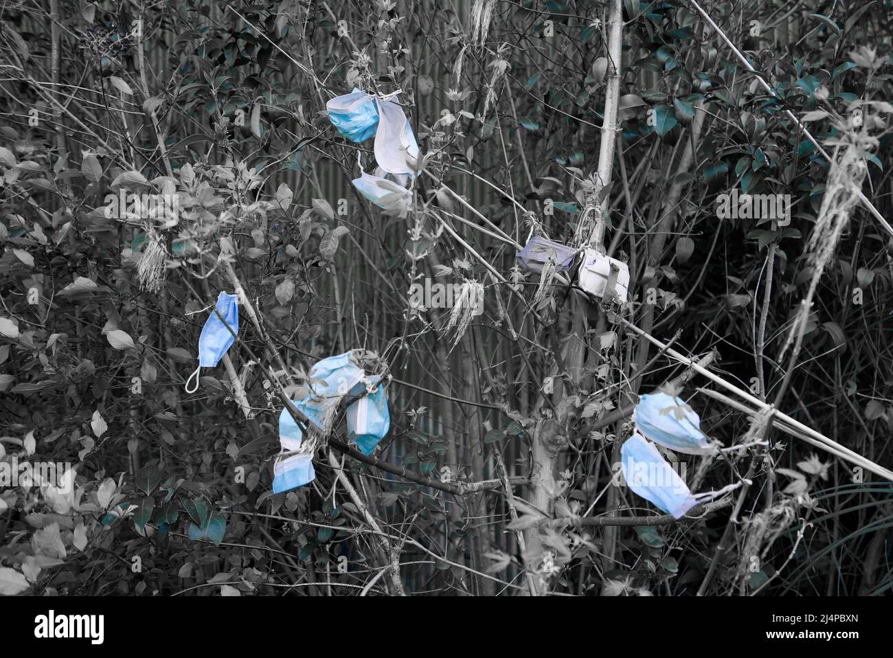 Dozens of PPE face masks from the Covid-19/Coronavirus pandemic hanging in trees and bushes, as covid waste generates litter. Face coverings pollution Stock Photo