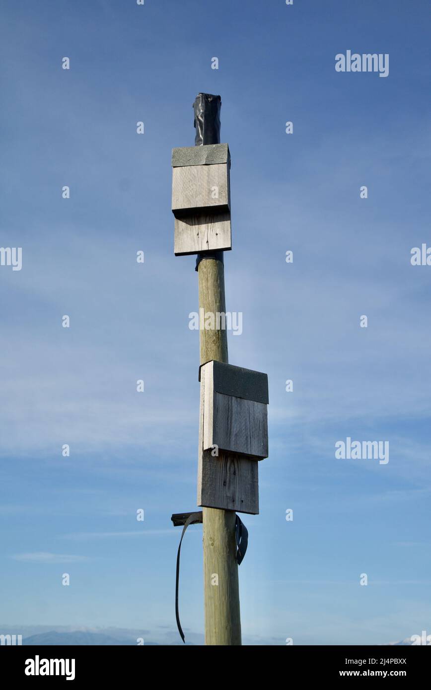 Wooden bat boxes on a wooden pole / bat box / wildlife house / nature