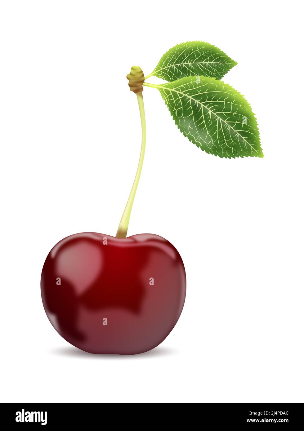 Illustration of one isolated sweet cherry berry on the white background. Stock Photo
