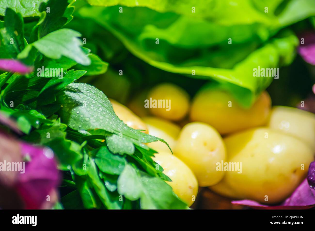 Fresh produce spring colors summer bio vegetables eco agriculture homegrown produce radishes. baby potatoes,  green salad, garden orache, fresh green Stock Photo