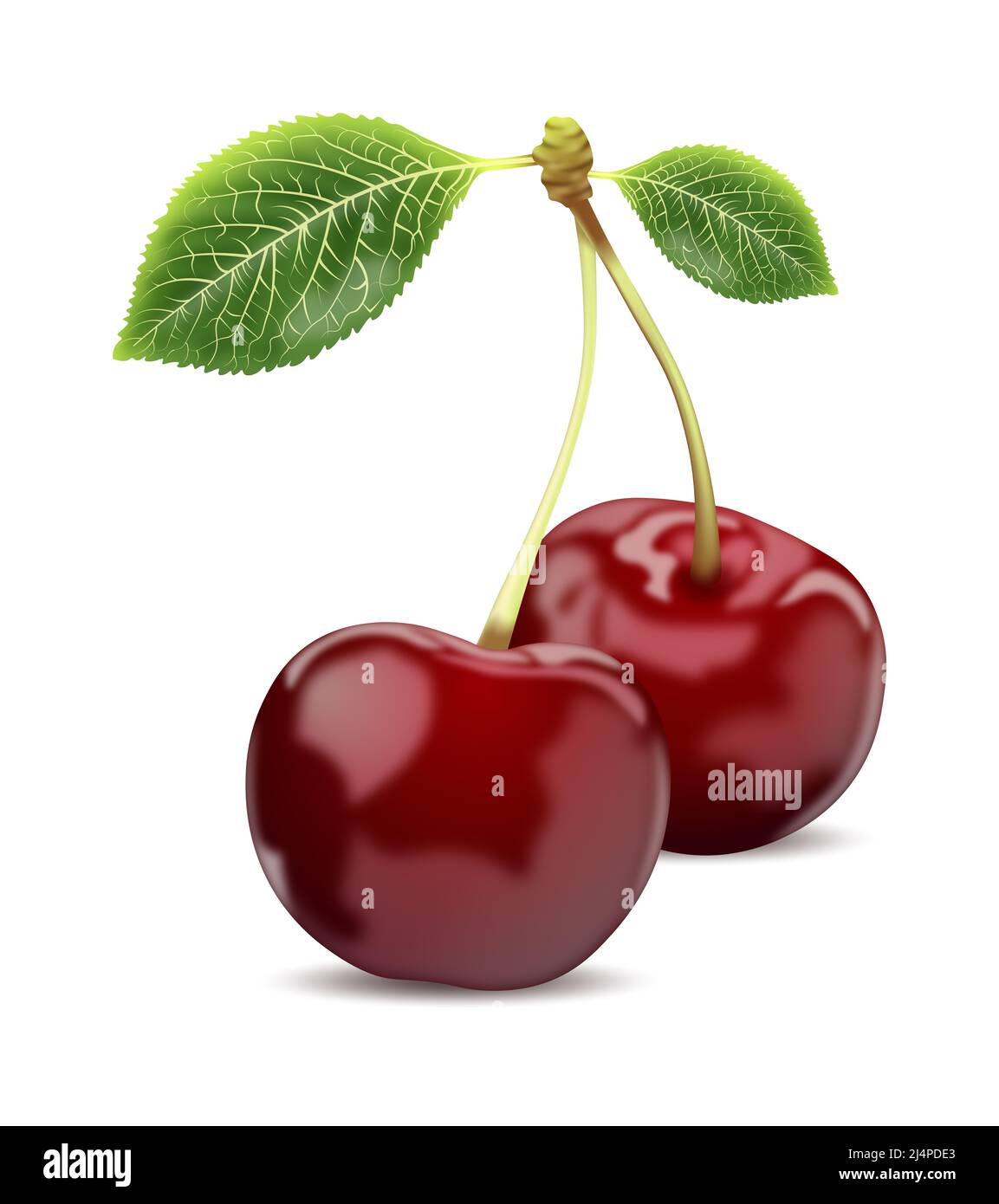 Illustration of isolated sweet cherry berries on the white background. Stock Photo