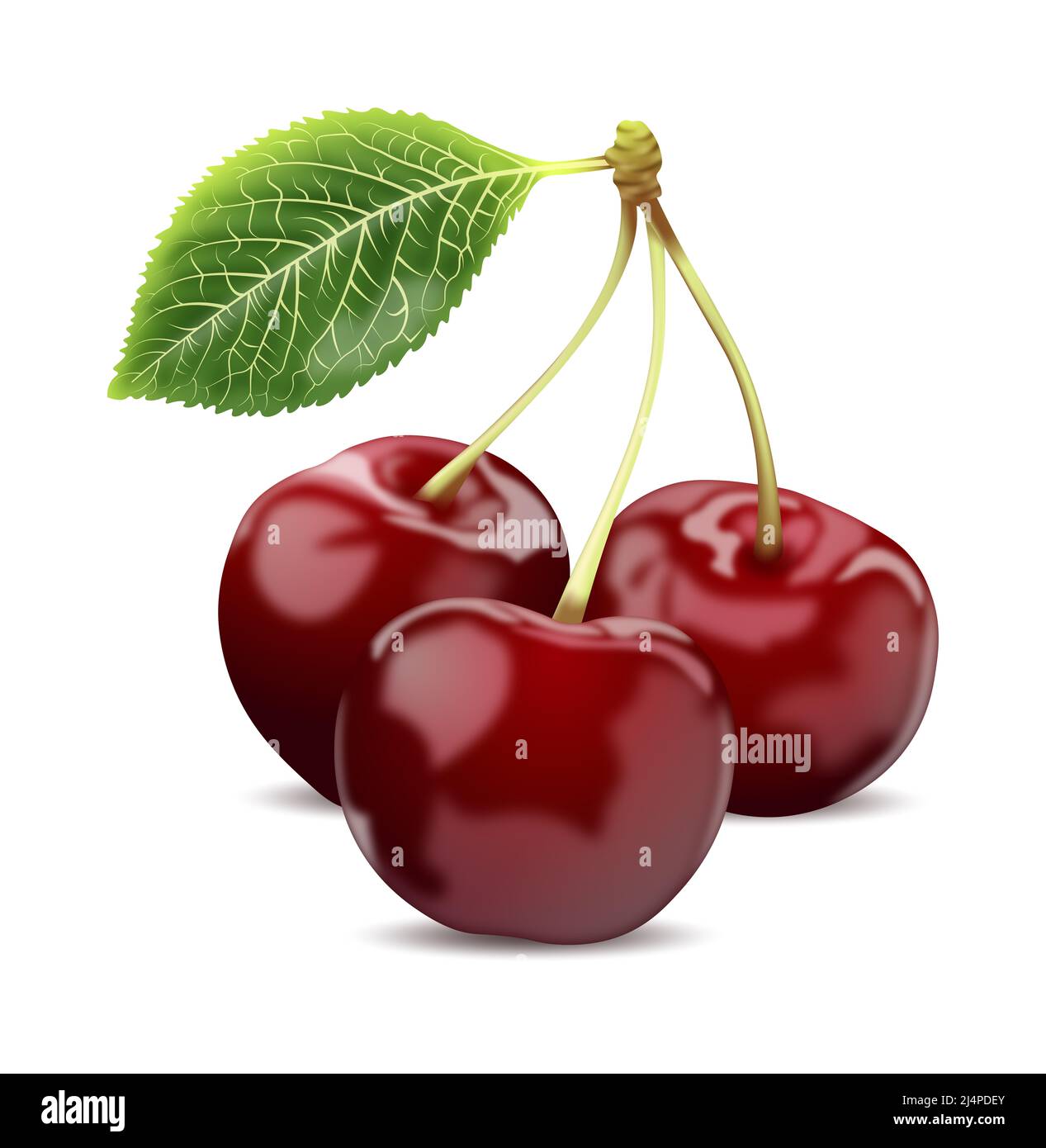 Illustration of isolated sweet cherry berries on the white background. Stock Photo