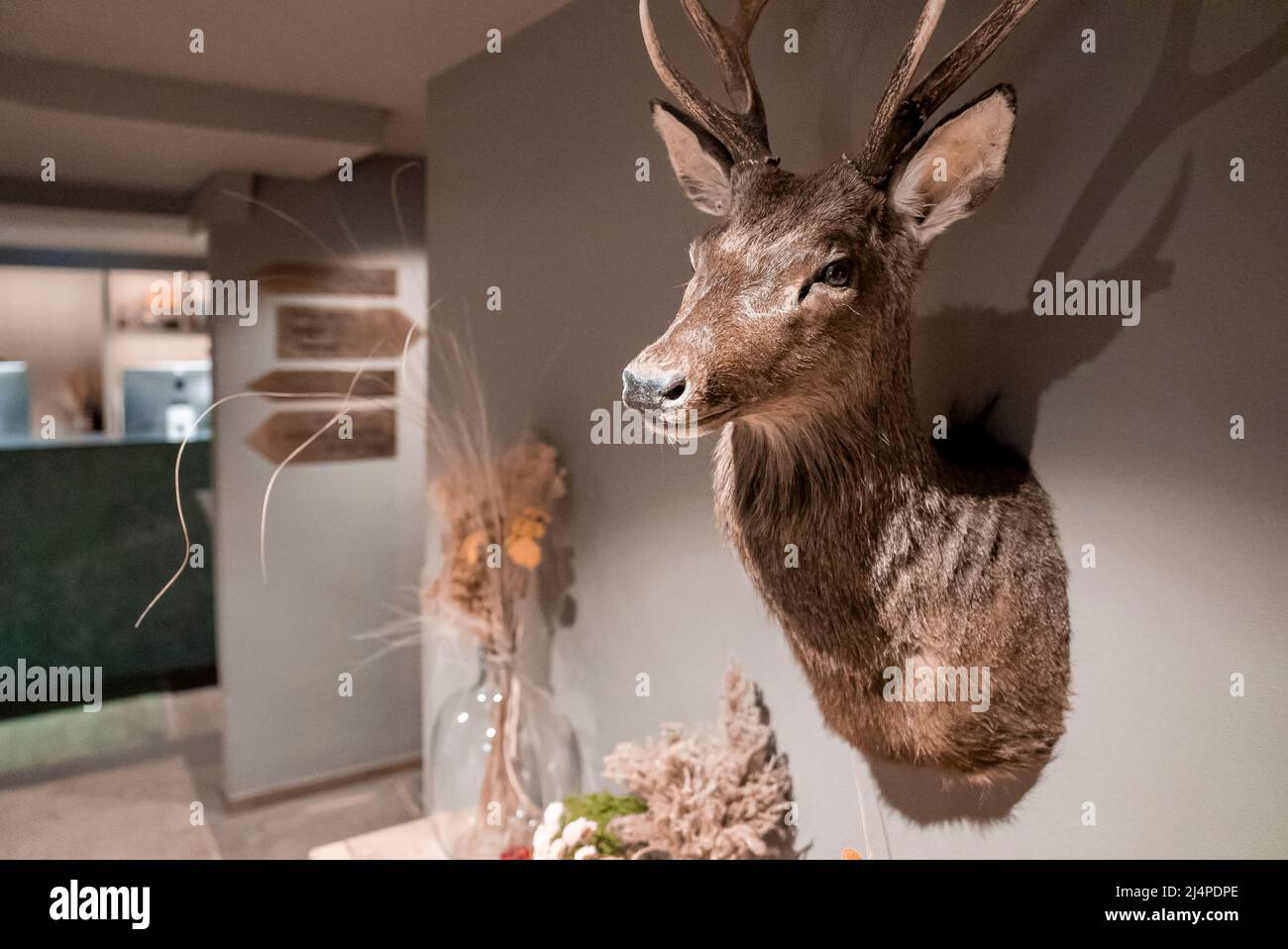 Close-up of taxidermy deer head decorated on wall in luxurious hotel room Stock Photo
