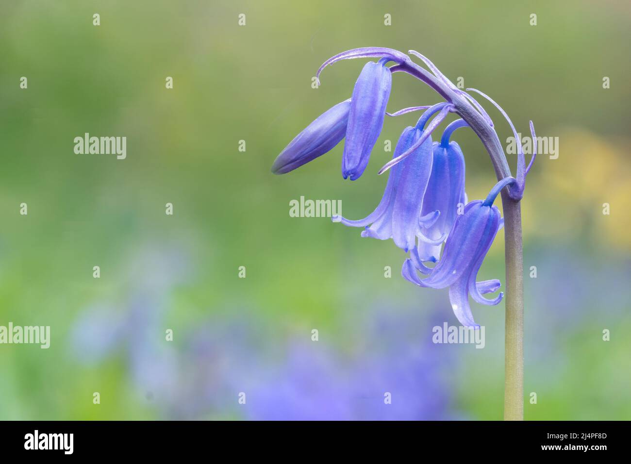 Bluebells in Southampton Old Cemetery Stock Photo