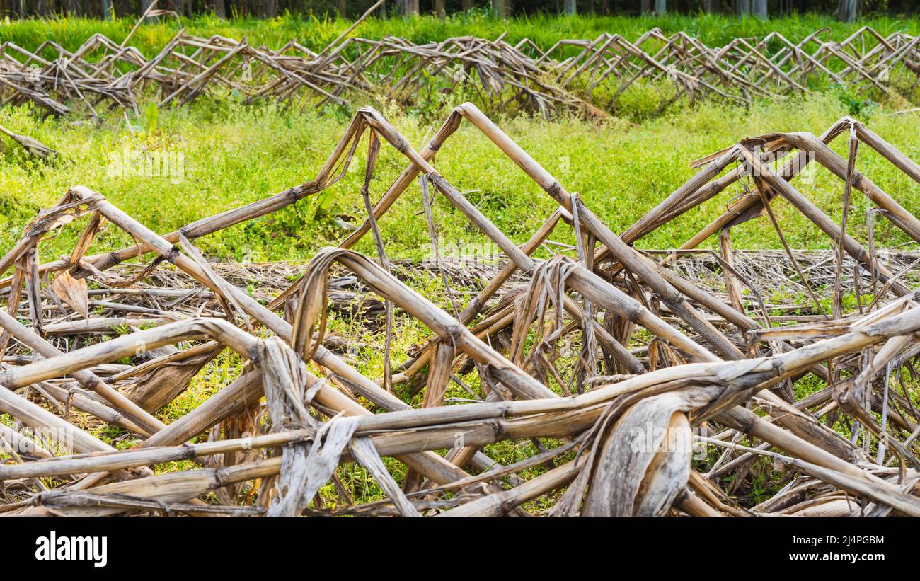 Dried corn stalks stock photo alamy