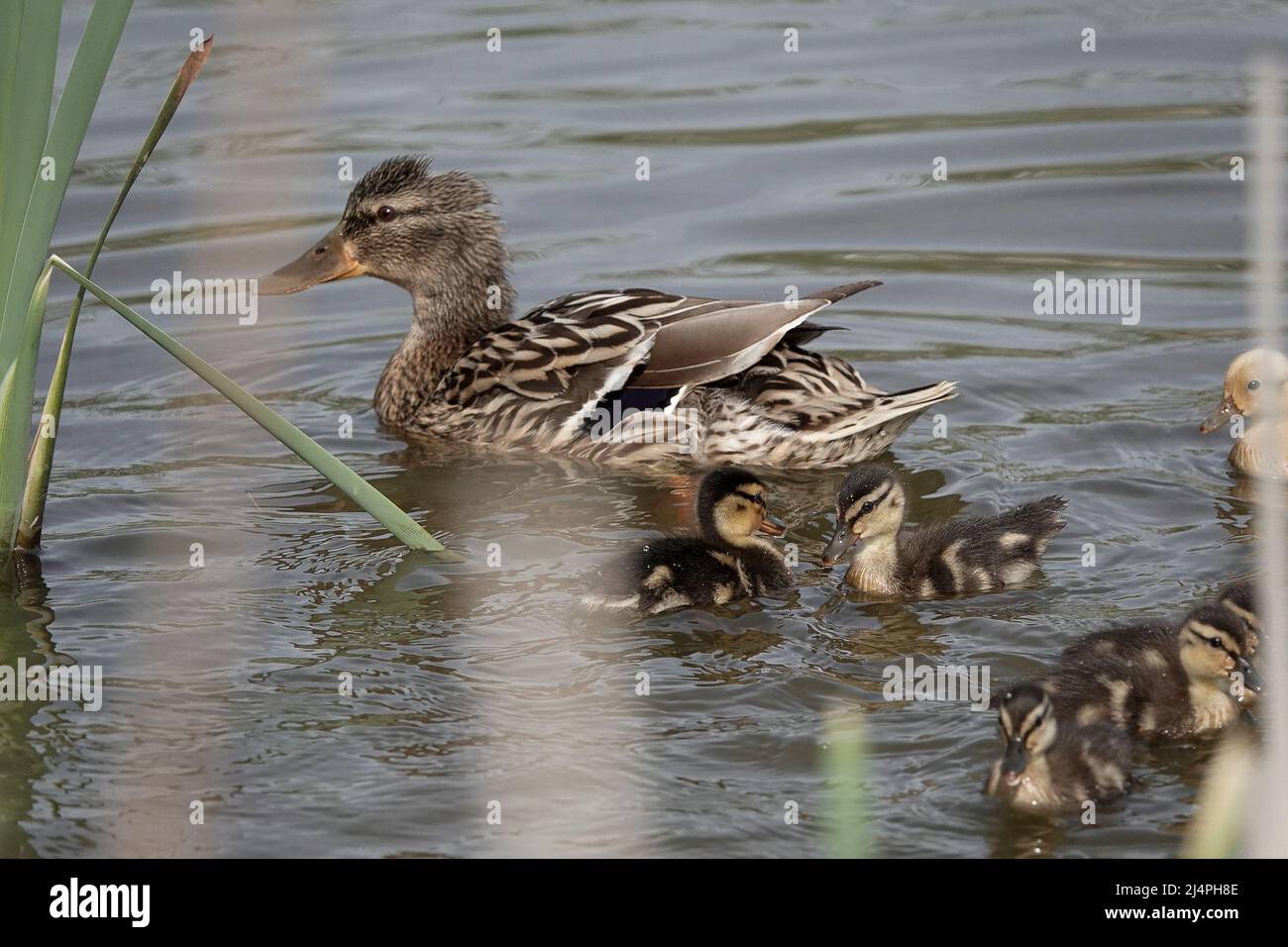 Portsmouth Road, Godalming. 17th April 2022. Sunny weather across the