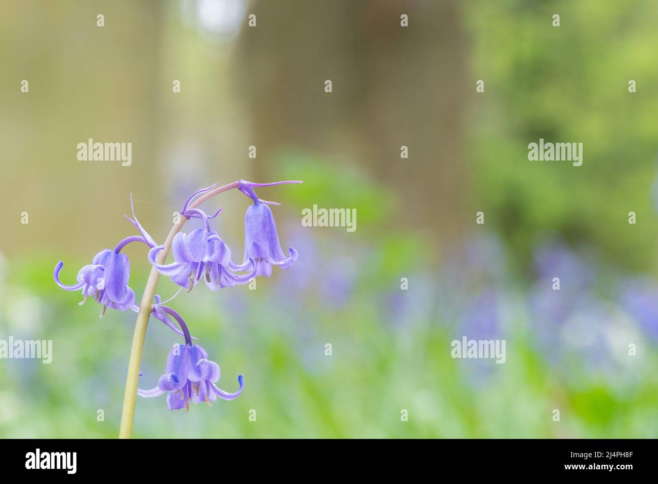 Bluebells in Southampton Old Cemetery Stock Photo