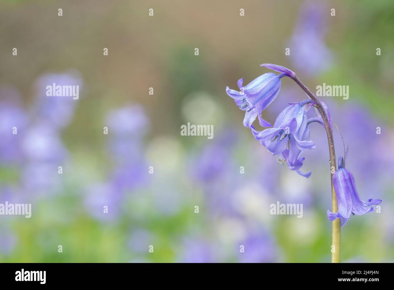 Bluebells in Southampton Old Cemetery Stock Photo
