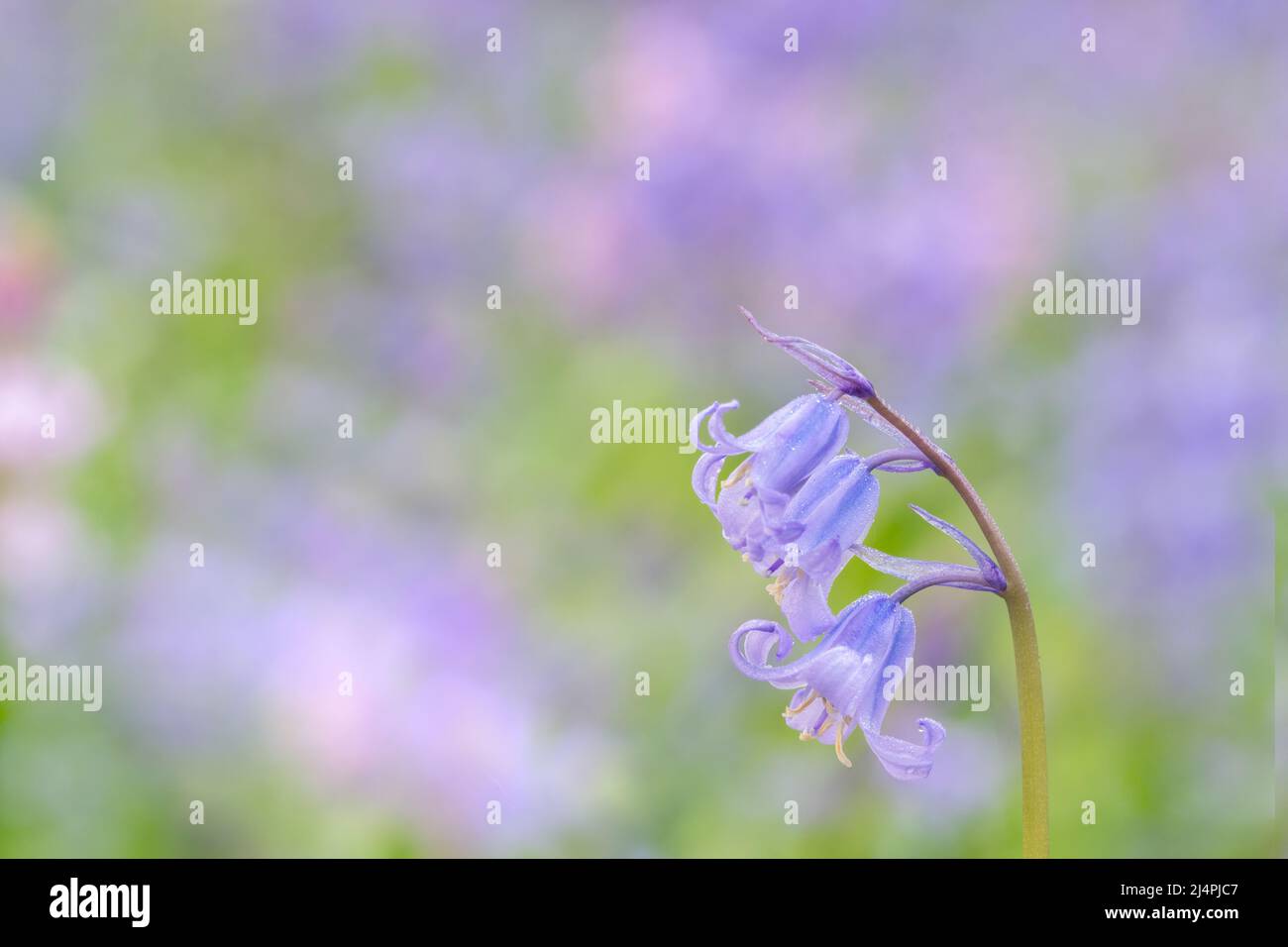 Bluebells in Southampton Old Cemetery Stock Photo