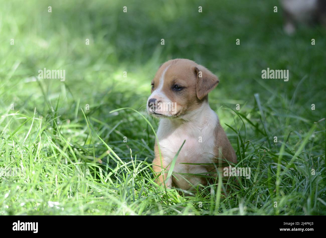 cute mixed breed puppies of staffy Stock Photo Alamy