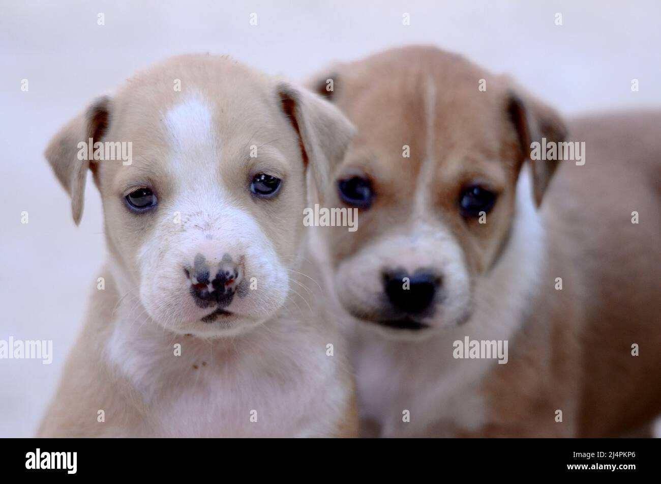 cute mixed breed puppies of staffy Stock Photo - Alamy