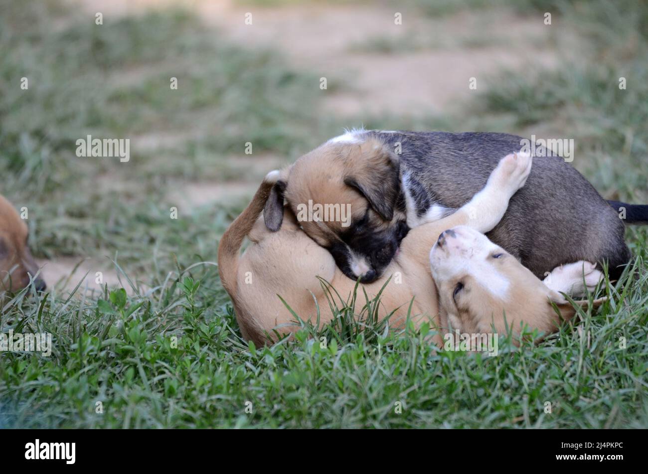 cute mixed breed puppies of staffy Stock Photo - Alamy