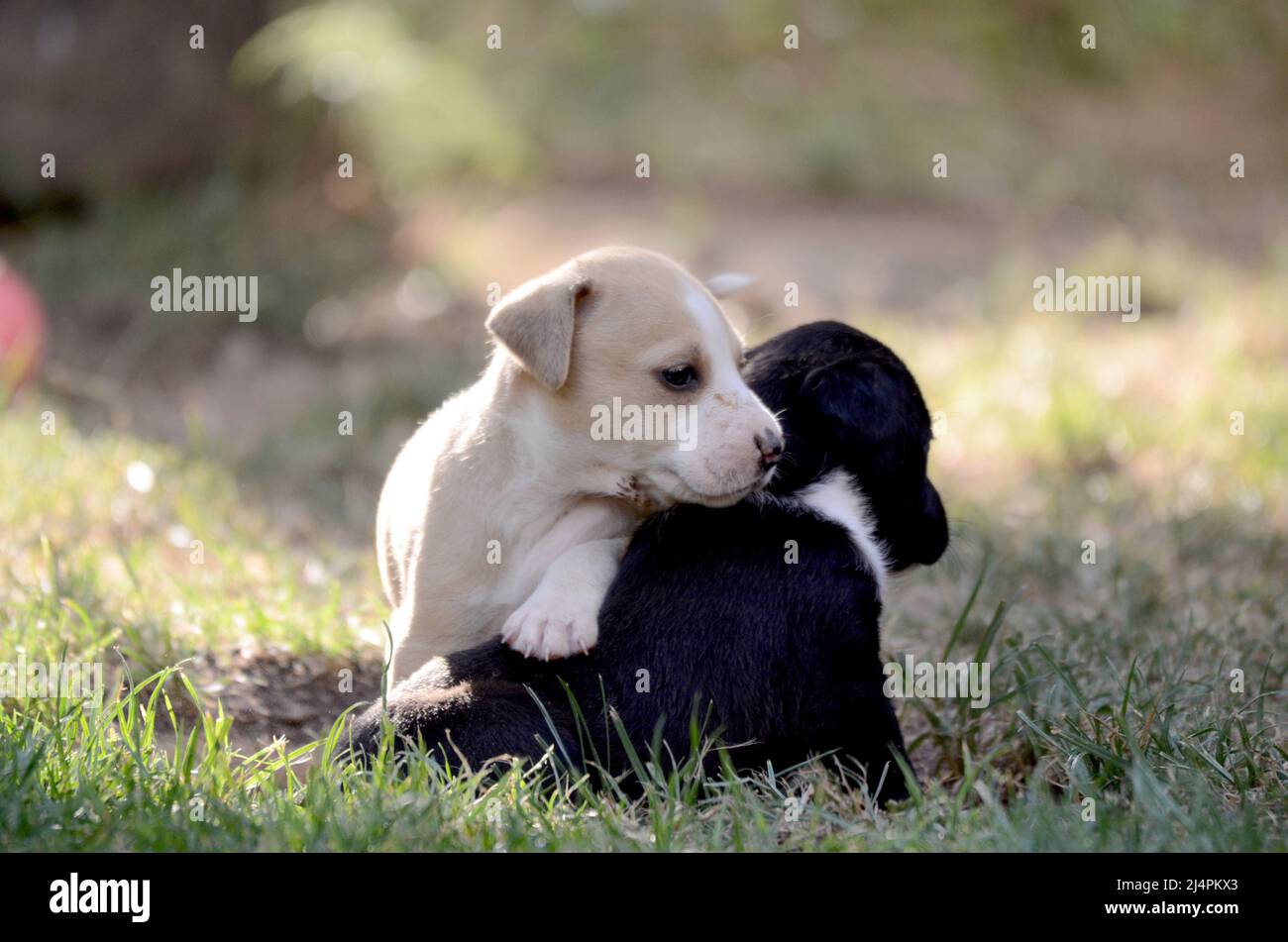 cute puppies mixed breed Stock Photo - Alamy