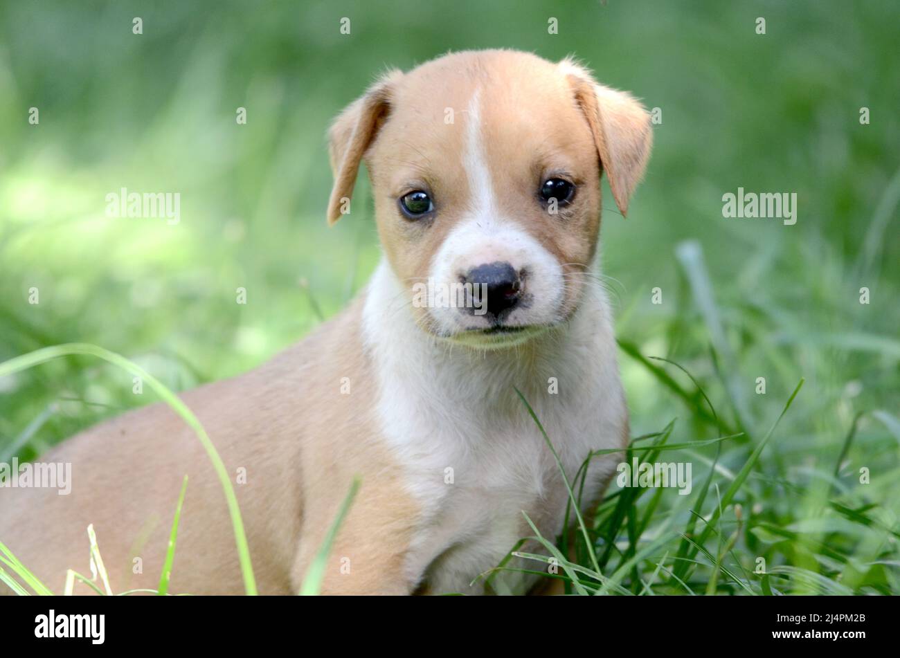 cute mixed breed puppies of staffy Stock Photo Alamy