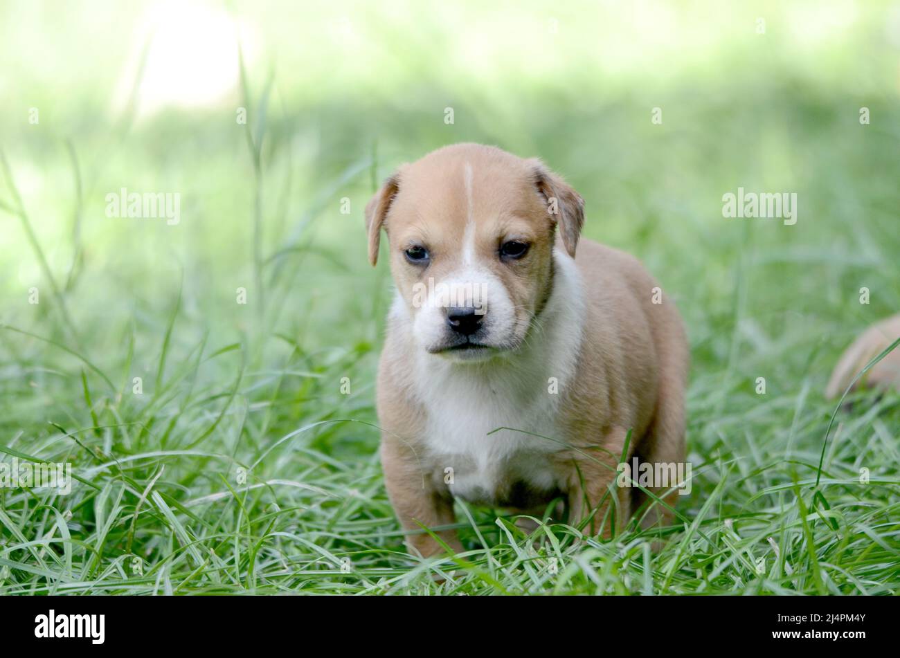 cute puppy on a grass Stock Photo - Alamy
