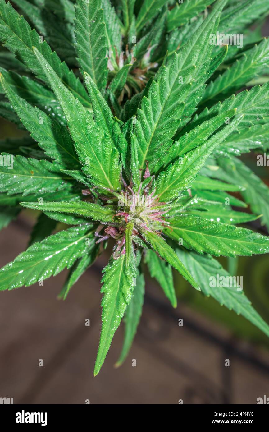 Beautiful female Cannabis (hemp) plant growing, Cape Town, South Africa