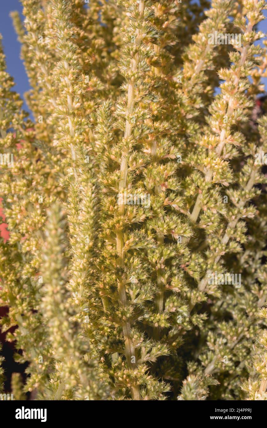 Amaranth (Amaranthus) plant flower heads growing, Uganda, Africa Stock Photo