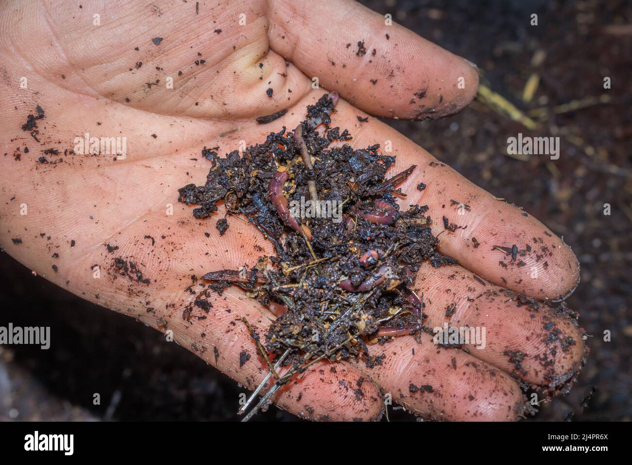 Man holding compost soil and red wiggler worms (Eisenia fetida) in his hands, Cape Town, South Africa Stock Photo