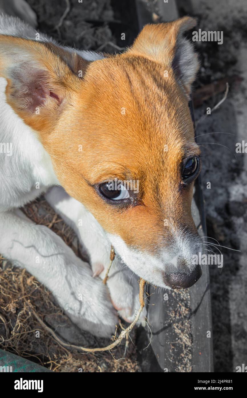 Brown and white Jack Russell terrier dog, Cape Town, South Africa Stock