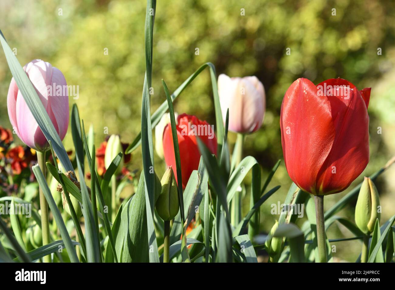 Tulips (tulipa) in the Spring Hook Norton Oxfordshire England uk Stock Photo