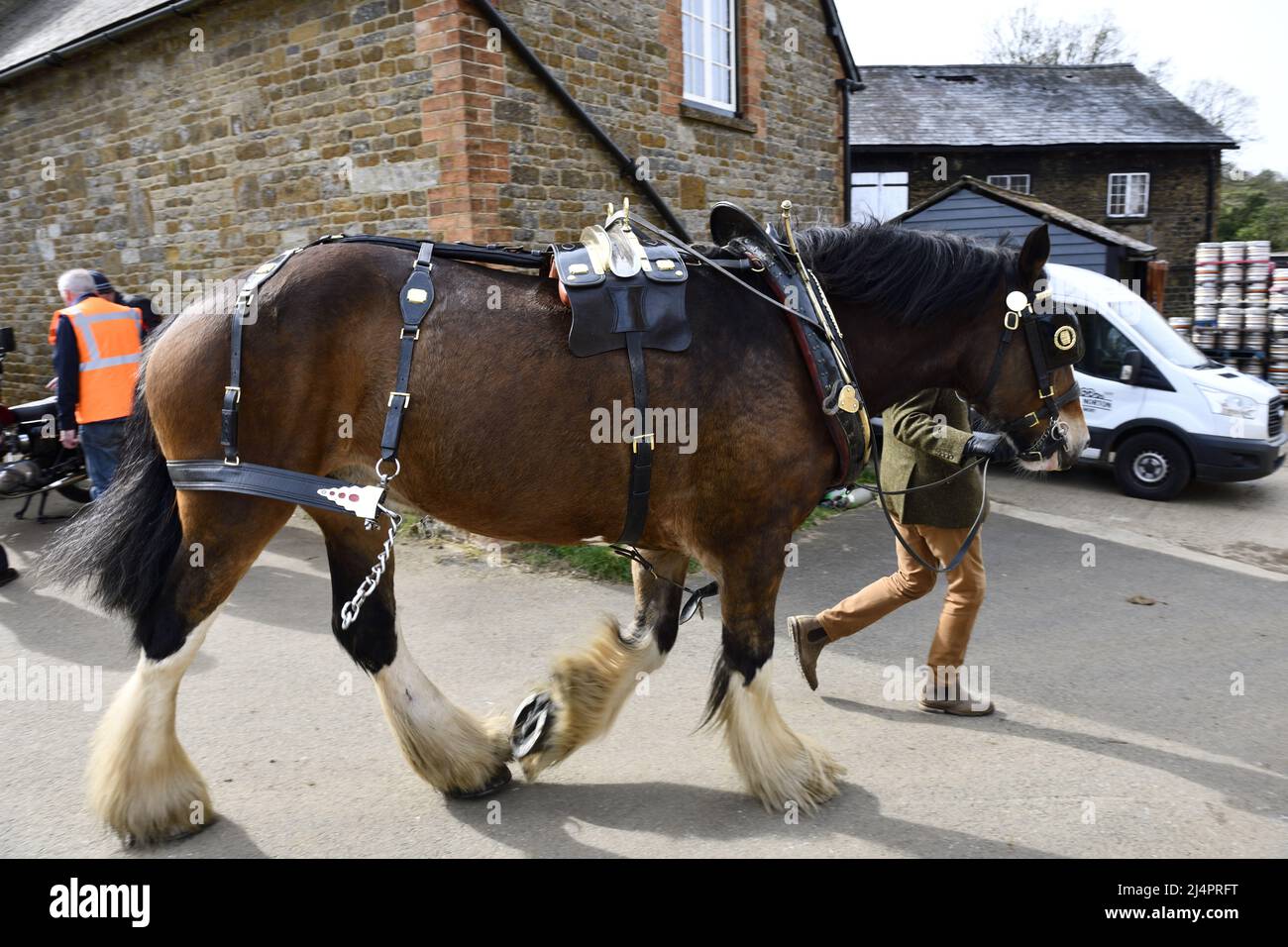 Shire Horse on Display at the Classic Car Meeting Hook Norton Brewery