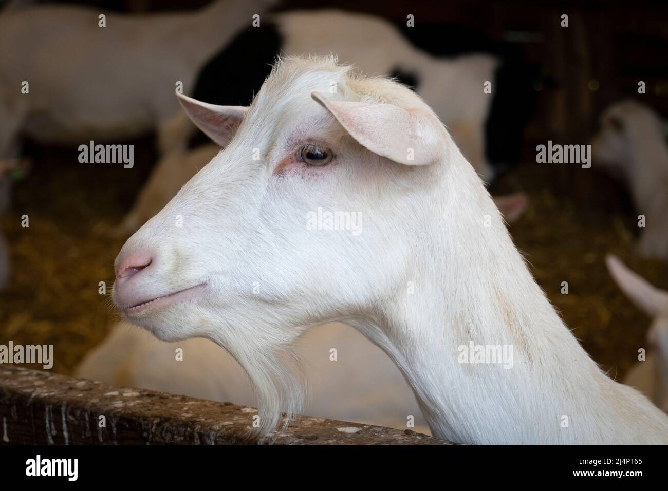 Head of a white goat close up indoors in the stable Stock Photo