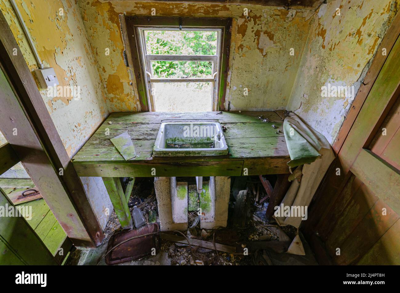 Green algae and moss growing in a Belfast sink in an abandoned cottage, Ireland. Stock Photo