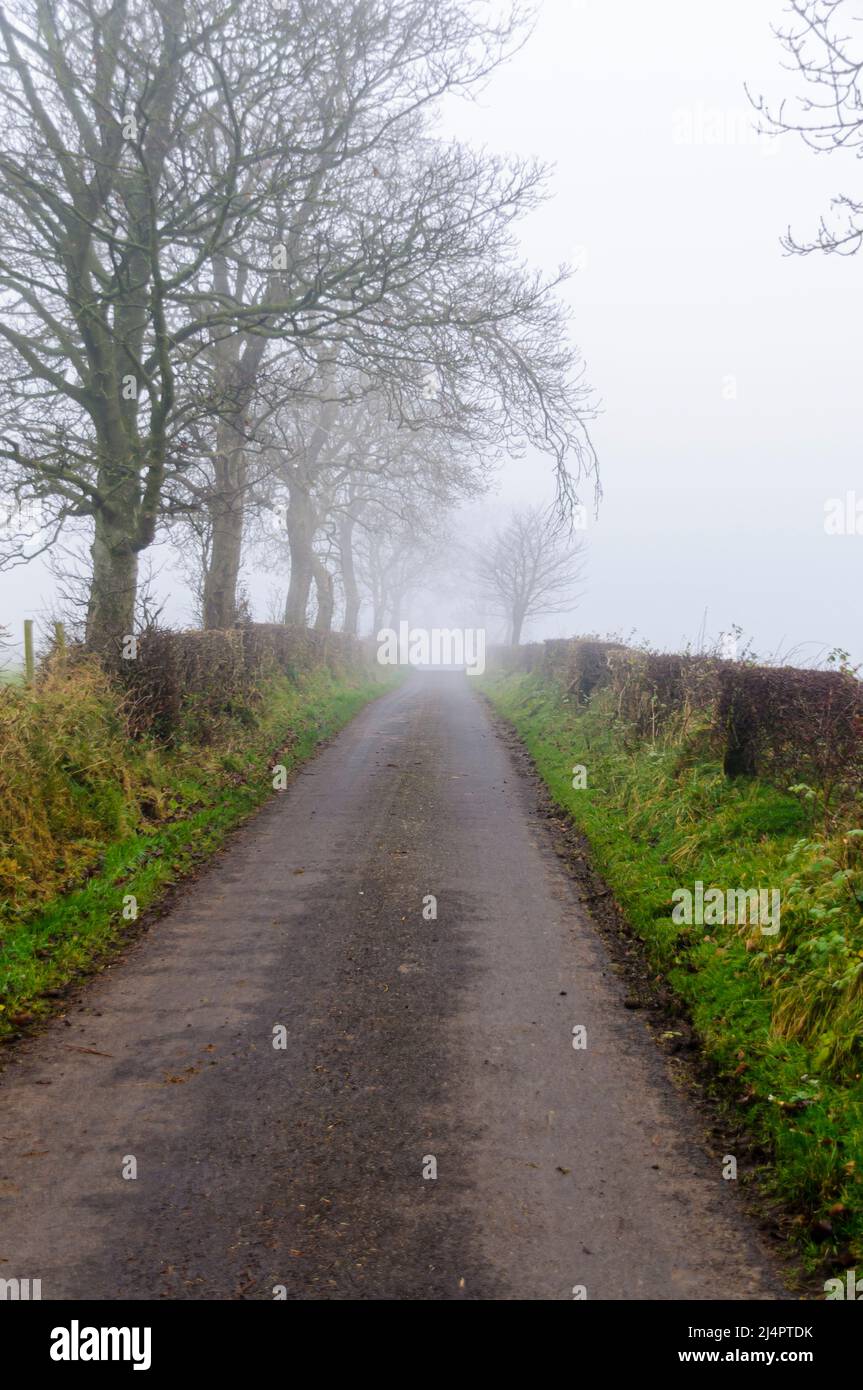 Road verges plant hi-res stock photography and images - Alamy