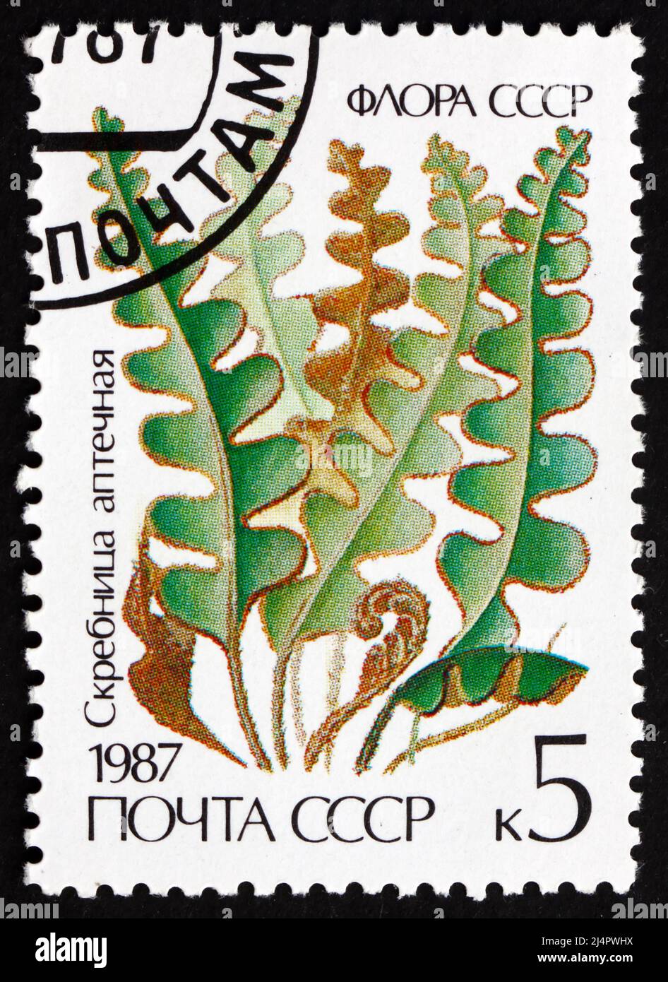 RUSSIA - CIRCA 1987: a stamp printed in the Russia shows Rustyback, Ceterach Officinarum, Fern, circa 1987 Stock Photo