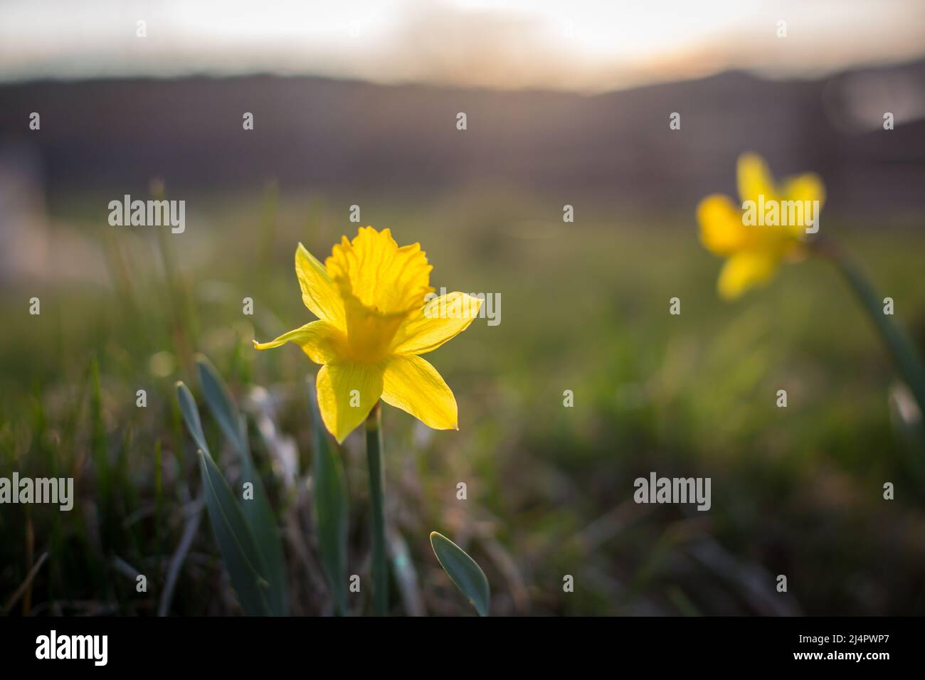 Wild daffodils (Narcissus pseudonarcissus) Stock Photo