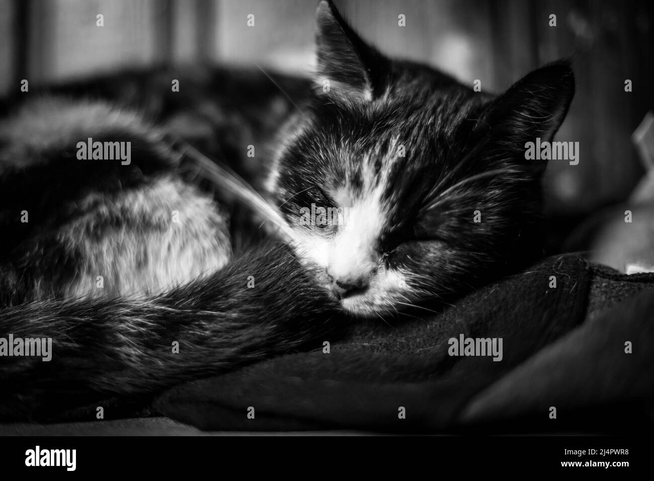 Sleeping tortoiseshell cat Stock Photo