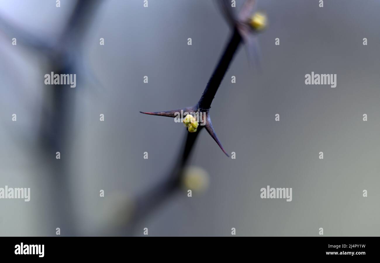View of Macro photography of plants in sunny spring day Stock Photo - Alamy