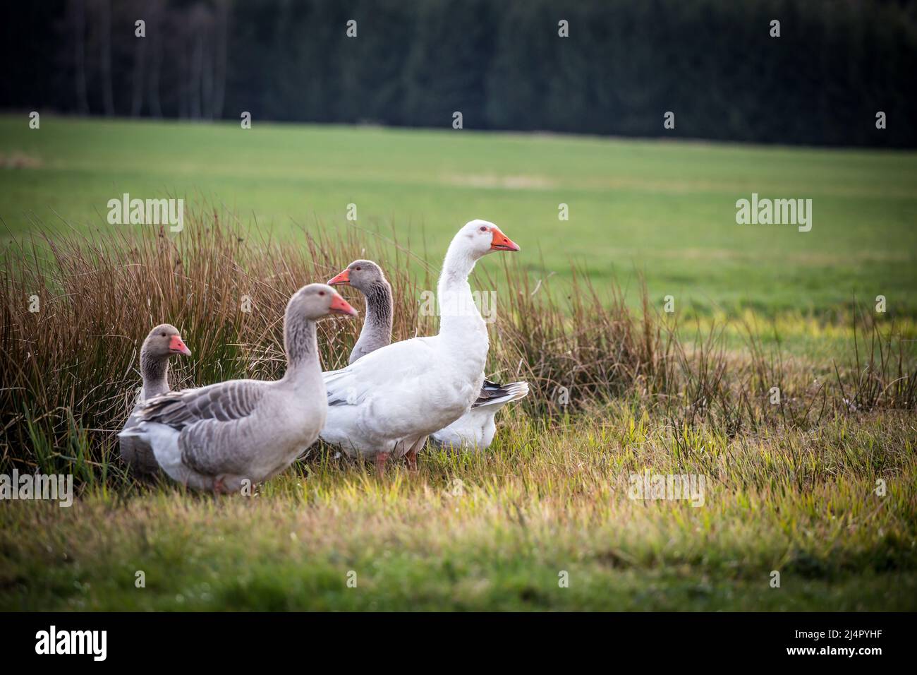 Flock of geese, geese family of the breed 'Österreichische Landgans', an endangered goose breed from Austria Stock Photo